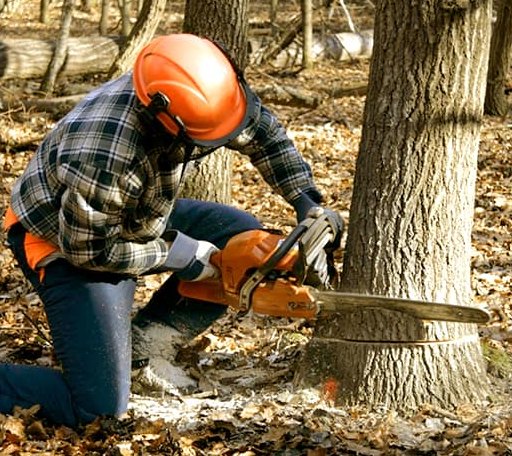 Tree Removal in Woodville, VA